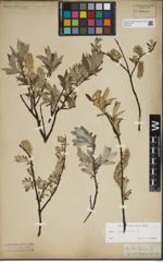 Foto von Salix lapponum L.